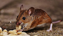 24 Hour & Emergency Exterminators in Jackson, AL